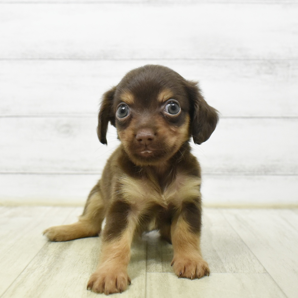 ハーフ犬女の子の写真