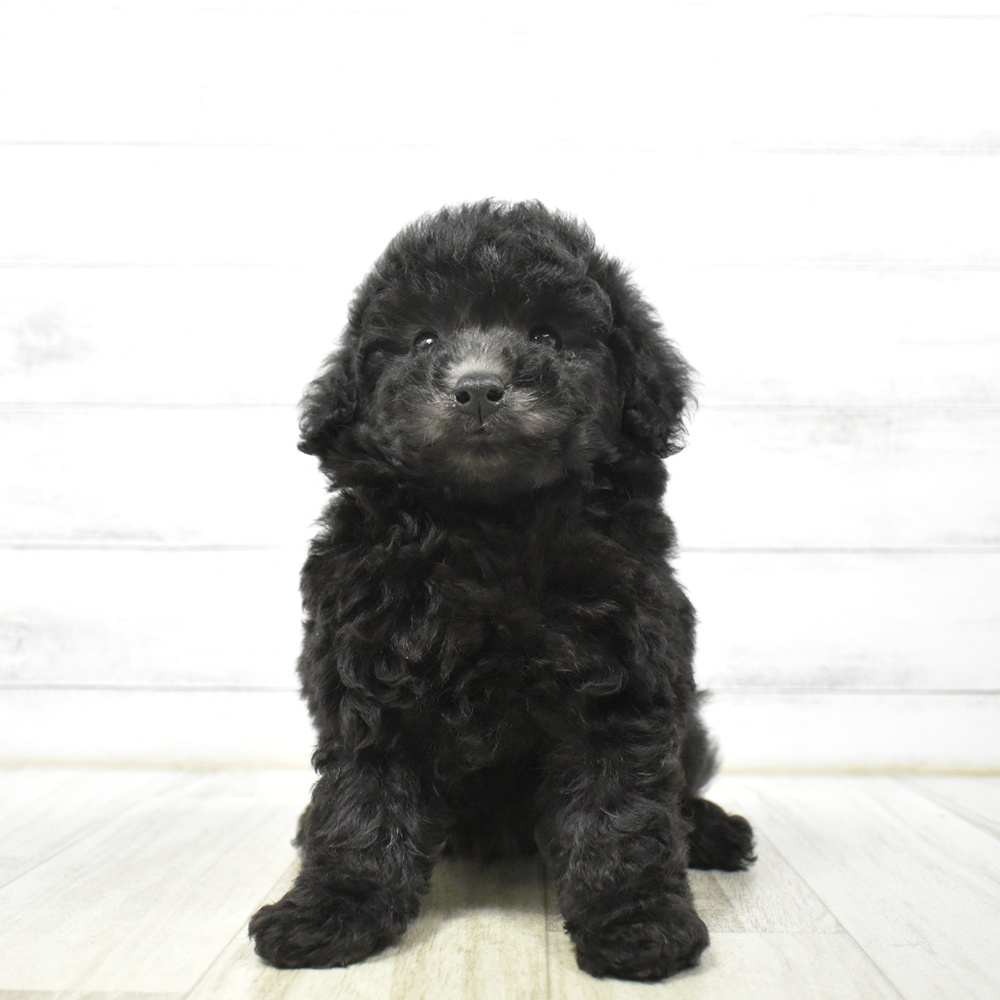 愛知県のトイプードル(トイ) (犬の家＆猫の里安城店/2026年6月23日生まれ/男の子/シルバー)の子犬