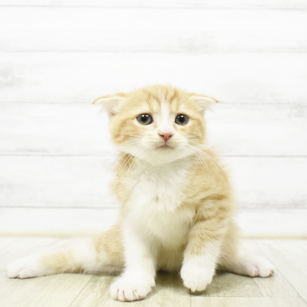 愛知県のスコティッシュフォールド (犬の家＆猫の里岡崎店/2026年6月19日生まれ/男の子/レッドタビーホワイト)の子猫の2枚目の画像