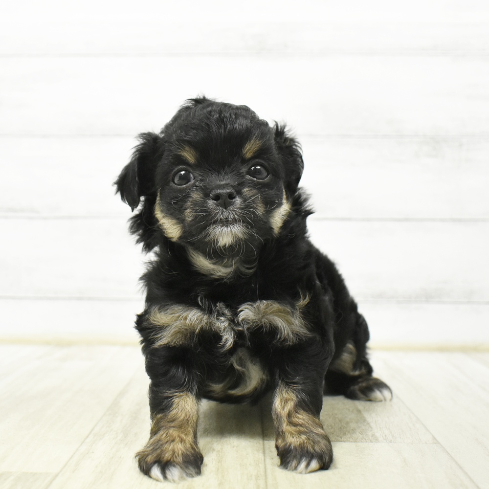 神奈川県のハーフ犬・ミックス犬 (犬の家＆猫の里元住吉ブレーメン通り店/2026年6月21日生まれ/女の子/ブラックタン)の子犬
