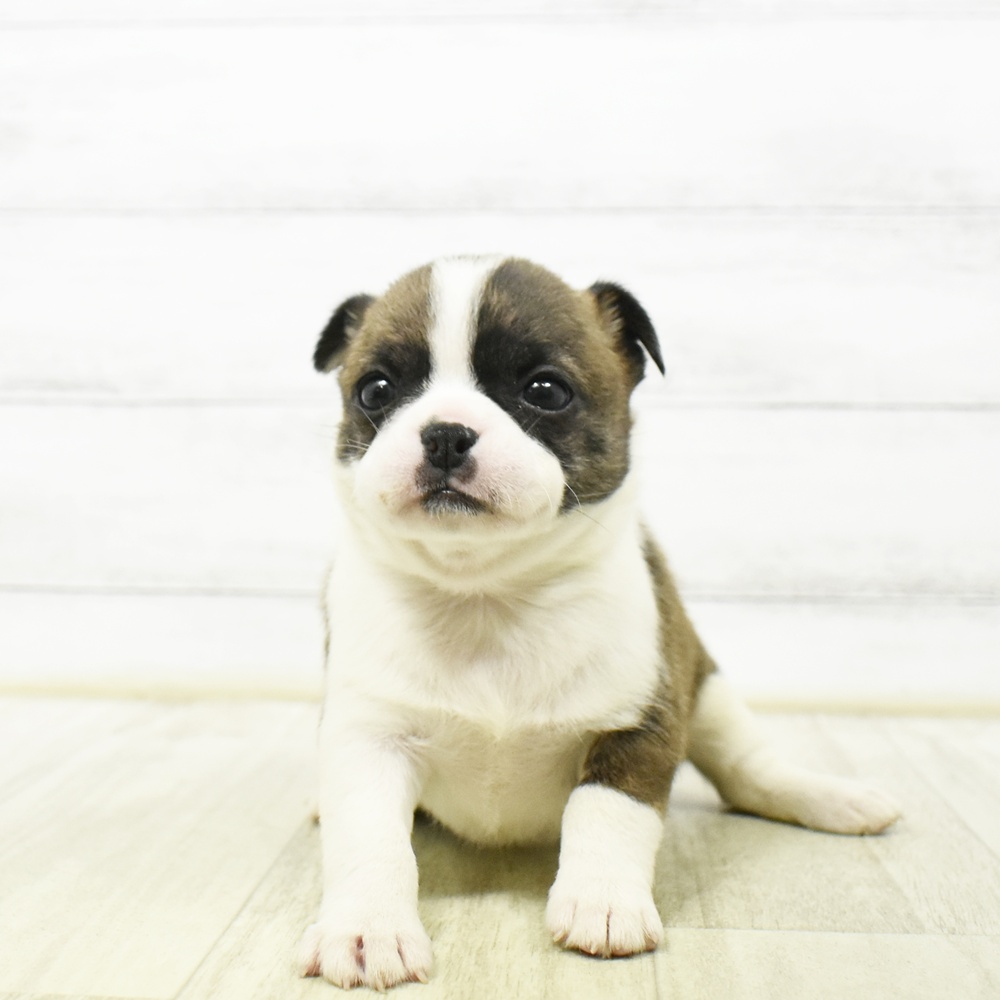 愛知県のハーフ犬・ミックス犬 (犬の家＆猫の里豊川インター店/2026年6月22日生まれ/女の子/ブリンドルホワイト)の子犬