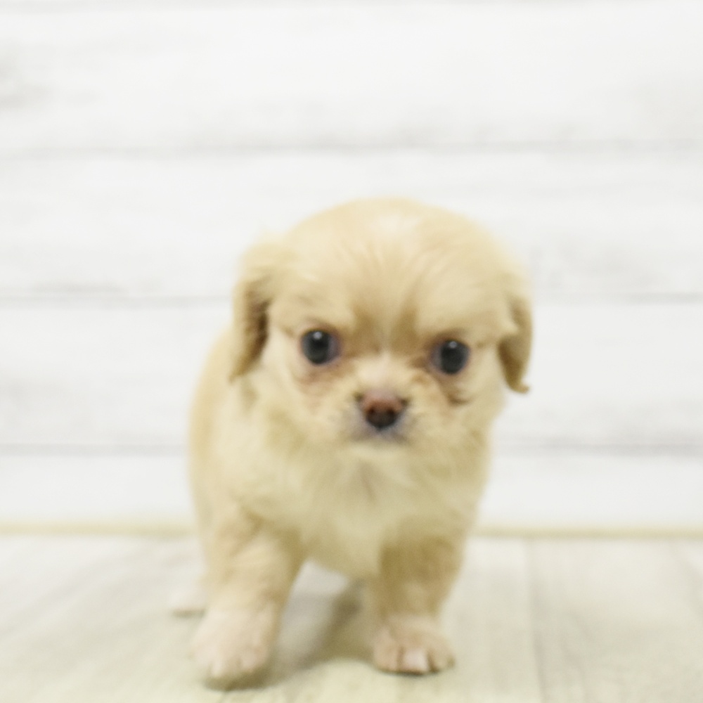 静岡県のハーフ犬・ミックス犬 (犬の家＆猫の里プレ葉ウォーク浜北店/2026年6月21日生まれ/女の子/バフ)の子犬
