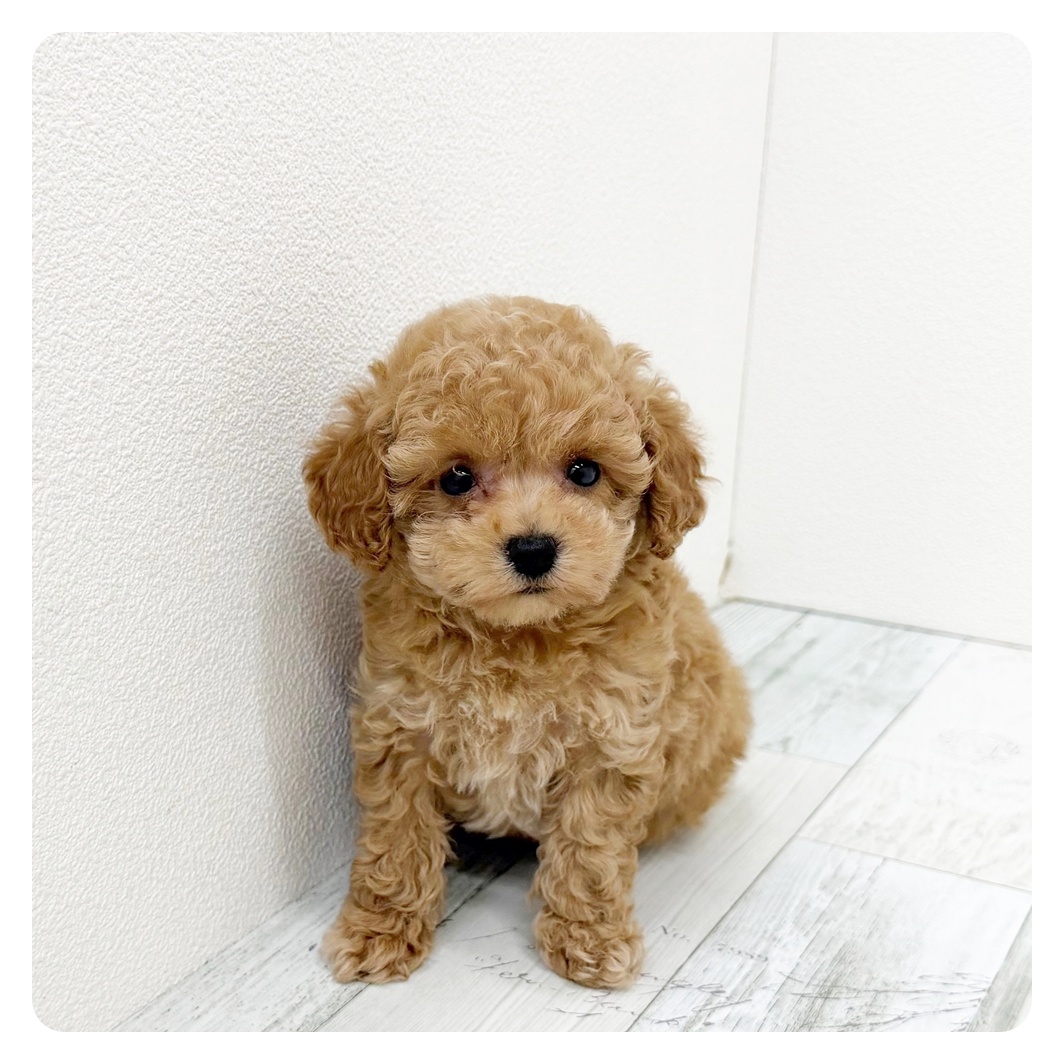 福岡県のトイプードル(ティーカップ) (犬の家＆猫の里トリアス久山店/2026年6月22日生まれ/女の子/レッド)の子犬の4枚目の画像