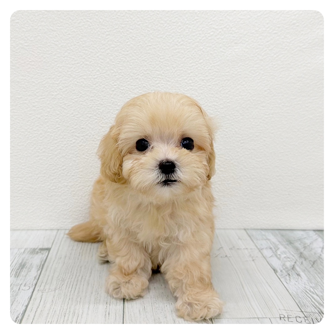 福岡県のマルプー(マルチーズ×プードル) (犬の家＆猫の里トリアス久山店/2026年6月20日生まれ/男の子/クリーム)の子犬の4枚目の画像