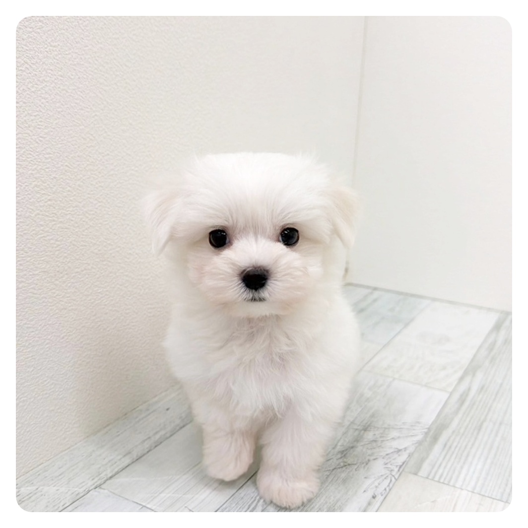 福岡県のマルチーズ (犬の家＆猫の里トリアス久山店/2026年6月22日生まれ/男の子/ホワイト)の子犬の3枚目の画像