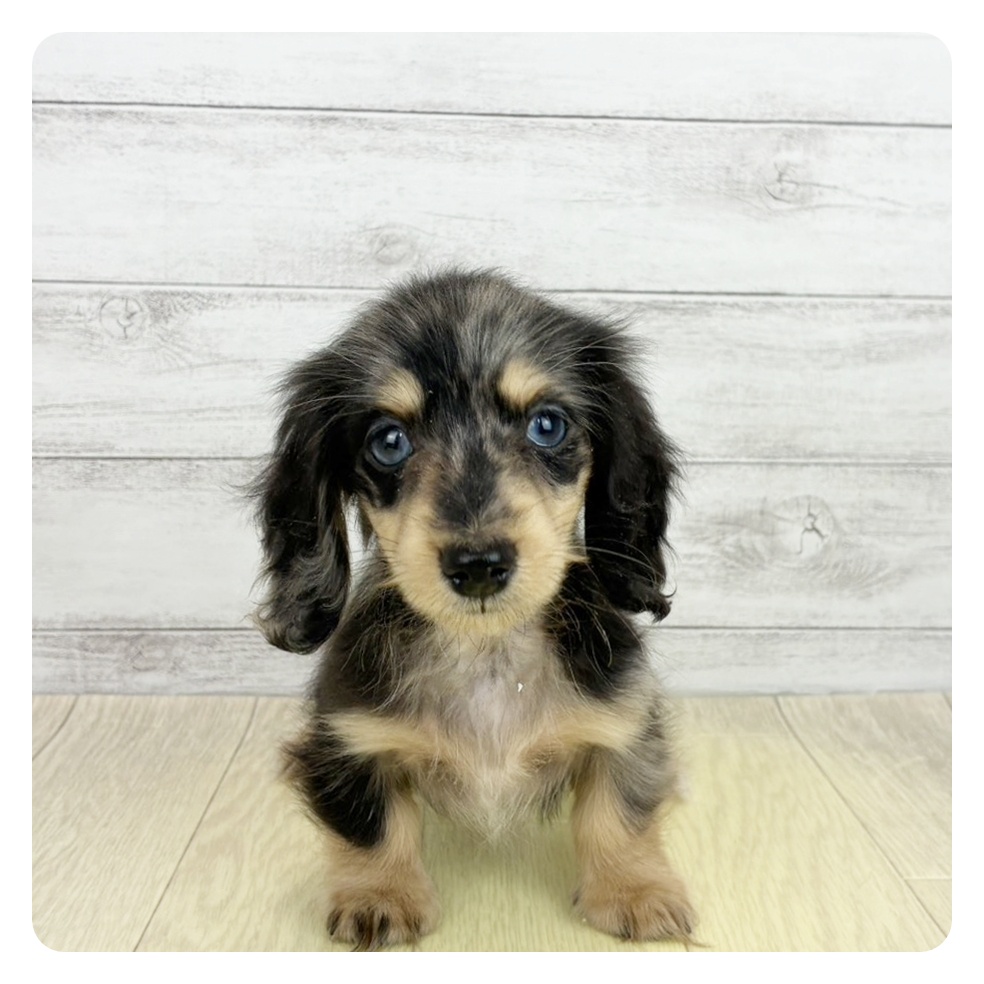 愛知県のミニチュアダックスフンド(ロング) (犬の家＆猫の里アミーゴ神の倉店/2026年6月20日生まれ/女の子/シルバーダップル)の子犬