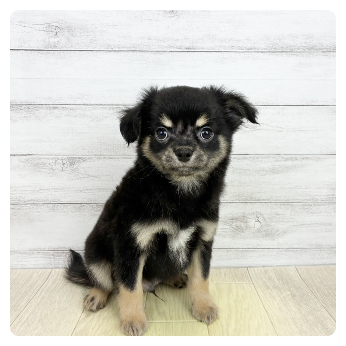 福井県のチワワ(ロング) (犬の家＆猫の里アミーゴ福井大和田店/2026年6月21日生まれ/男の子/ブラックタン)の子犬