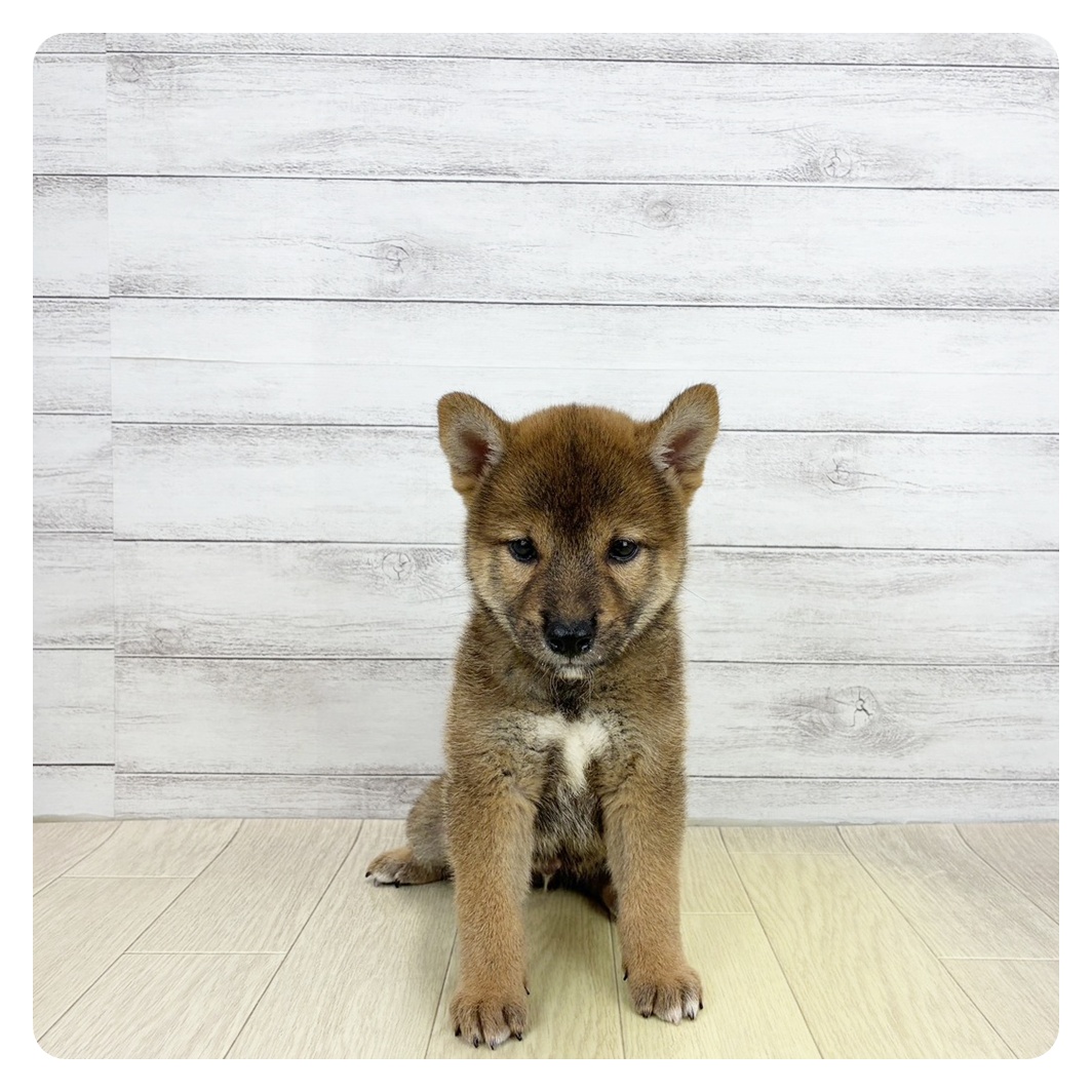 愛知県の柴犬(標準サイズ) (犬の家＆猫の里名古屋天白店/2026年6月24日生まれ/男の子/赤)の子犬の3枚目の画像