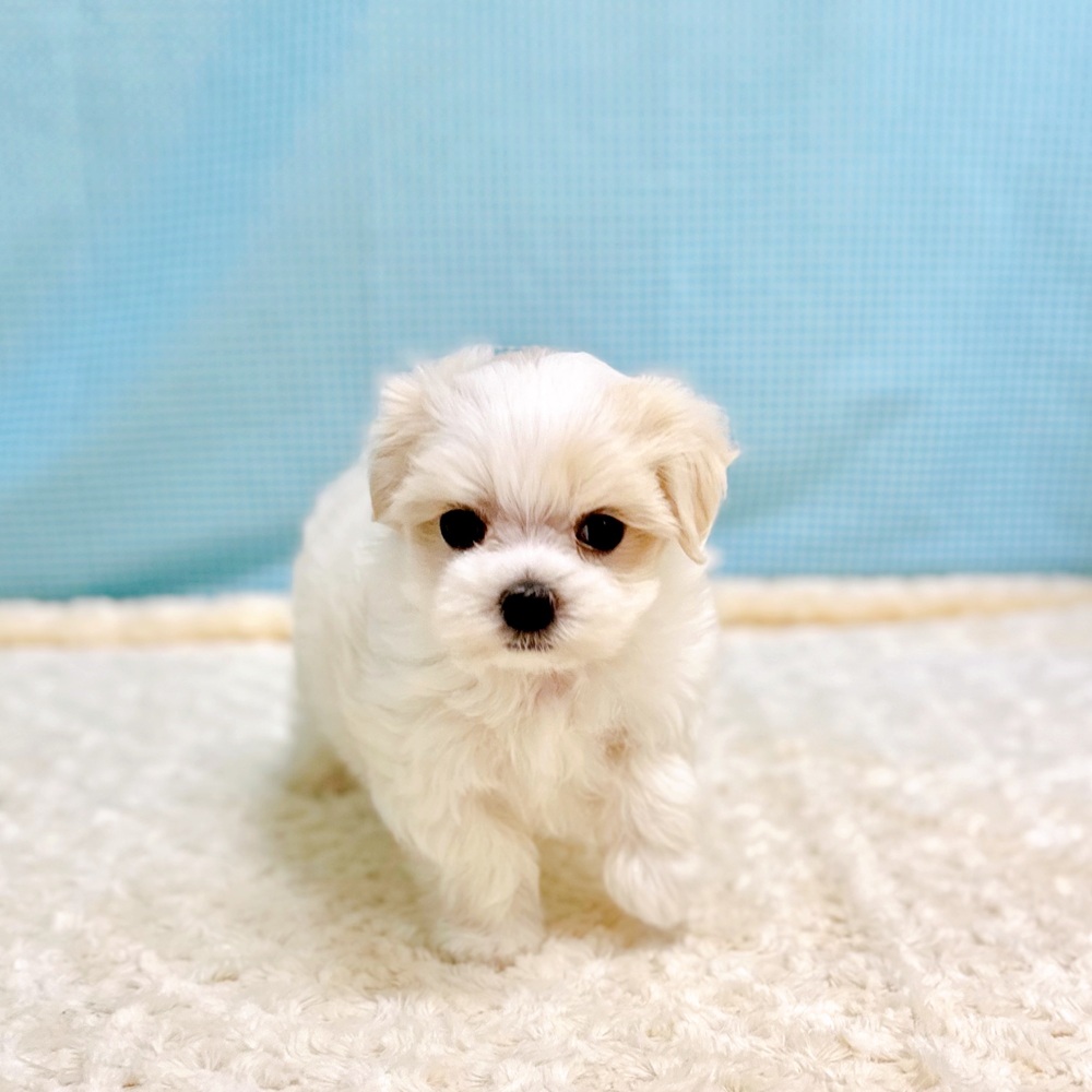愛知県のマルチーズ (犬の家＆猫の里一宮店/2026年6月20日生まれ/女の子/ホワイト)の子犬の1枚目の画像