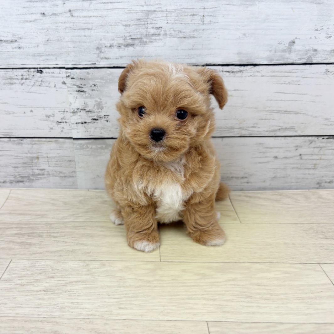 ハーフ犬男の子の写真