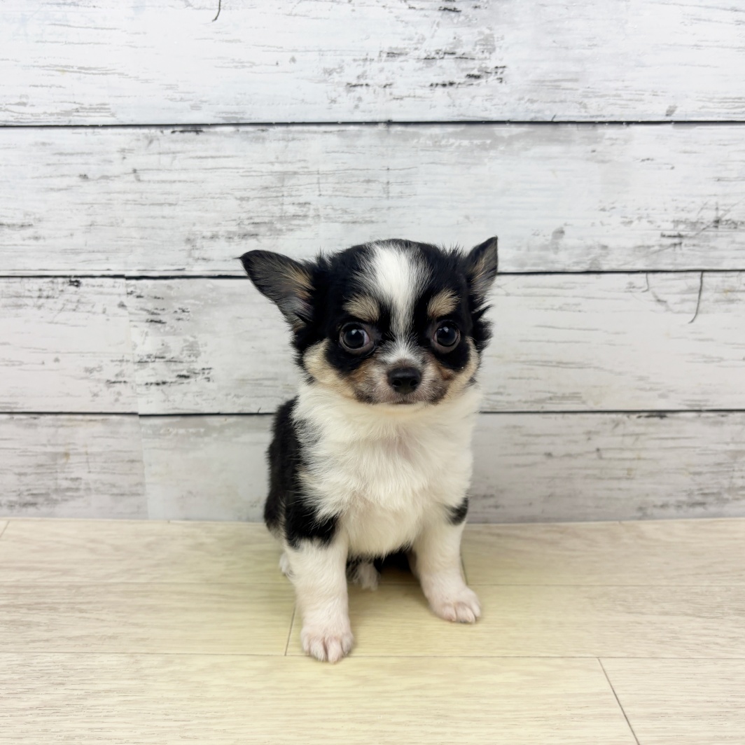 兵庫県のチワワ(ロング) (犬の家＆猫の里ゆめタウン姫路店/2026年6月23日生まれ/女の子/ブラックタンホワイト)の子犬