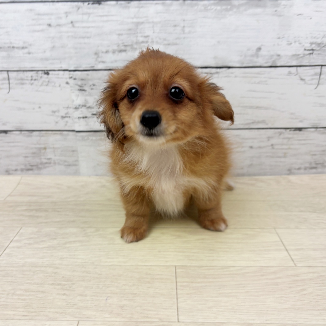 大阪府のポメックス(ポメラニアン×ダックス) (犬の家＆猫の里そよら東岸和田店/2026年6月21日生まれ/女の子/レッドホワイト)の子犬の4枚目の画像