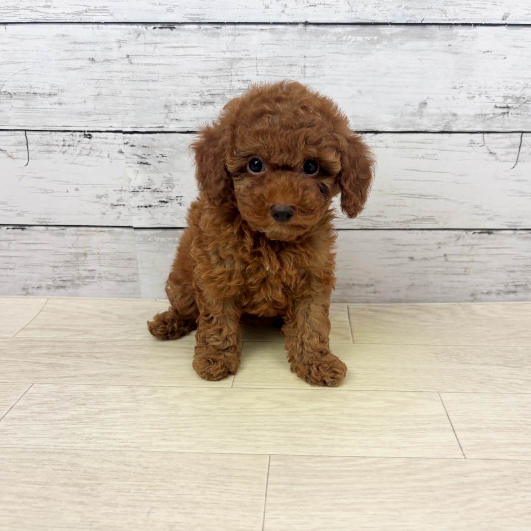 京都府のトイプードル(トイ) (犬の家＆猫の里京都精華店/2026年6月24日生まれ/女の子/レッドフォーン)の子犬