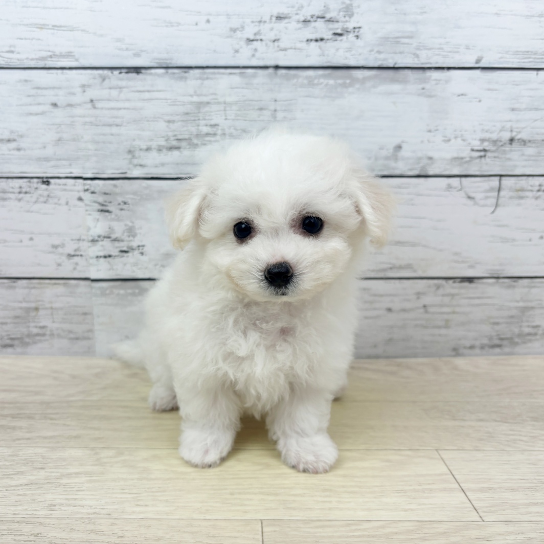 兵庫県のビションフリーゼ (犬の家＆猫の里ゆめタウン姫路店/2026年6月25日生まれ/女の子/ホワイト)の子犬