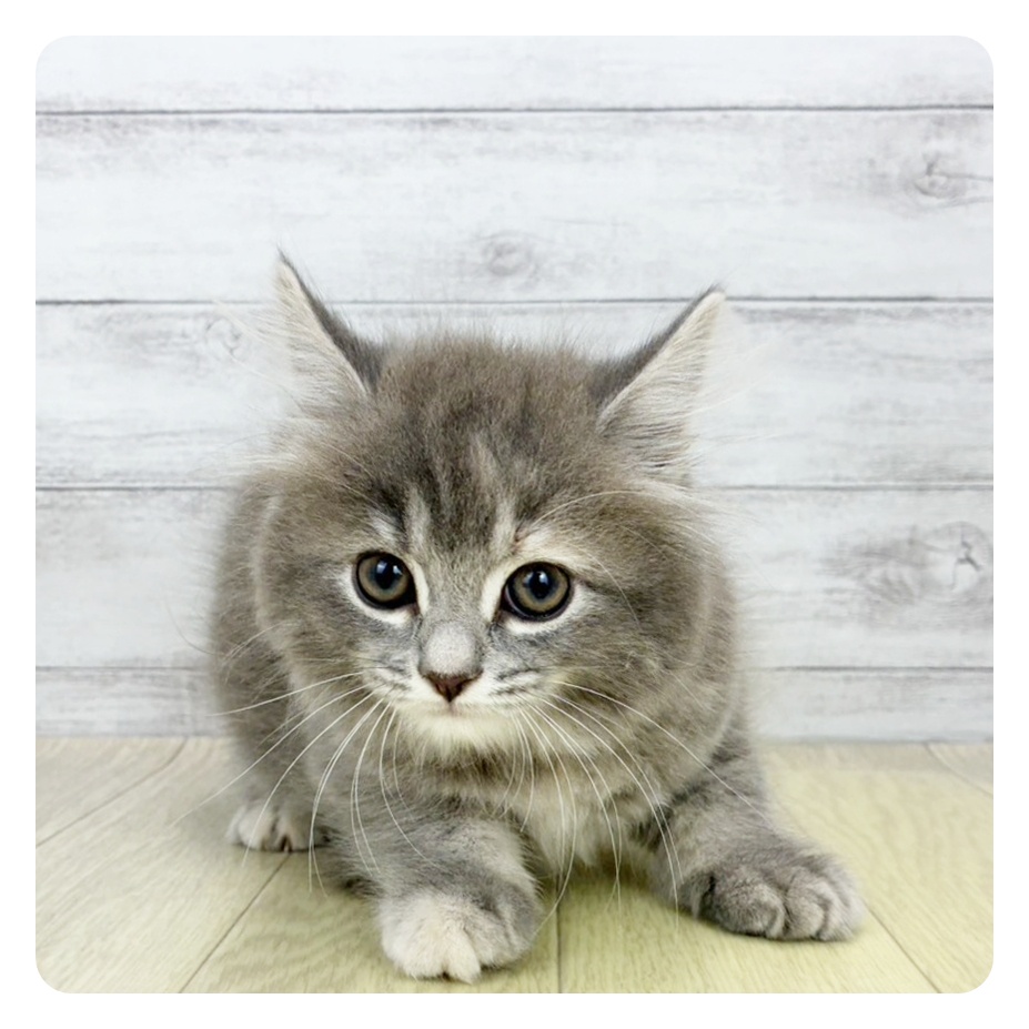 岐阜県のマンチカン (犬の家＆猫の里カラフルタウン岐阜店/2026年6月26日生まれ/女の子/ブルーパッチドタビー)の子猫の2枚目の画像
