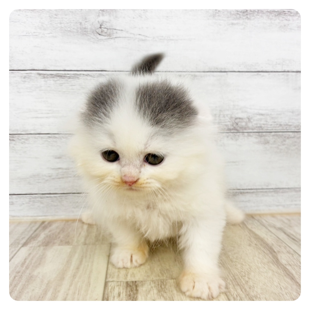 愛知県のスコティッシュフォールド (犬の家＆猫の里春日井本店/2026年6月25日生まれ/女の子/ブルーホワイト)の子猫