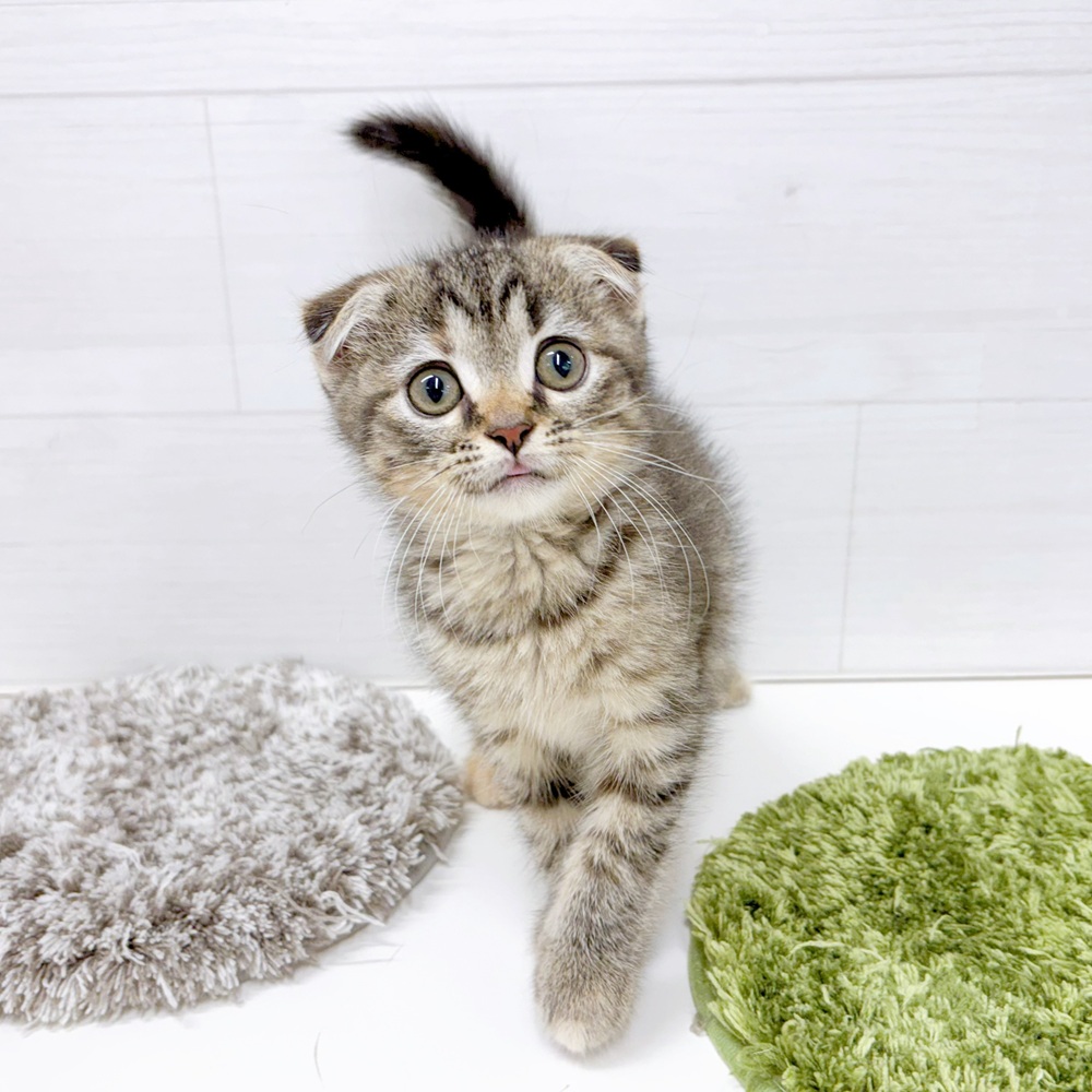 石川県のスコティッシュフォールド (犬の家＆猫の里アミーゴ金沢おこばた店/2026年6月26日生まれ/女の子/ブラウンタビー)の子猫の1枚目の画像