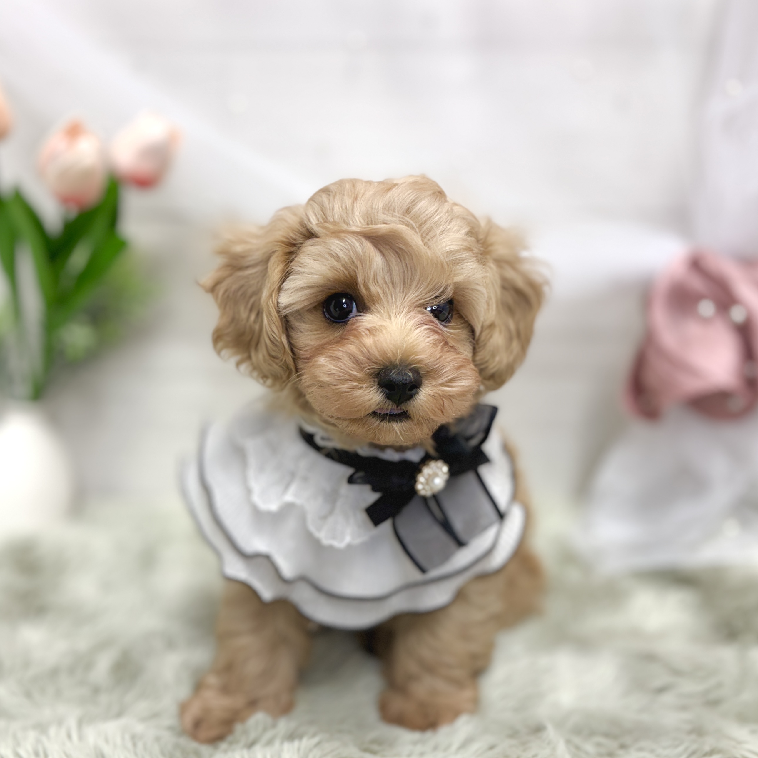 神奈川県のマルプー(マルチーズ×プードル) (犬の家＆猫の里相模原店/2026年6月28日生まれ/男の子/アプリコット)の子犬の1枚目の画像