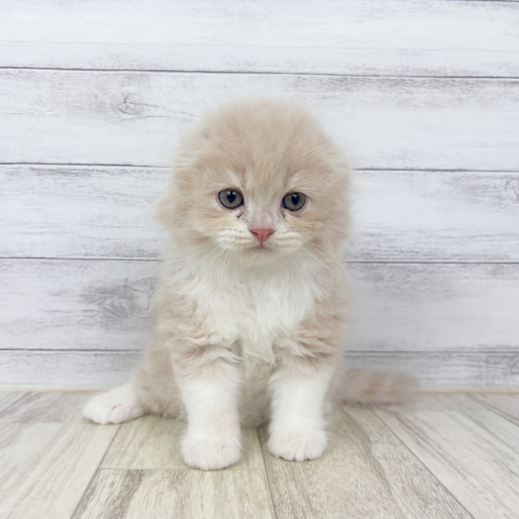福岡県のスコティッシュフォールド (犬の家＆猫の里トリアス久山店/2026年6月27日生まれ/男の子/クリームタビーホワイト)の子猫