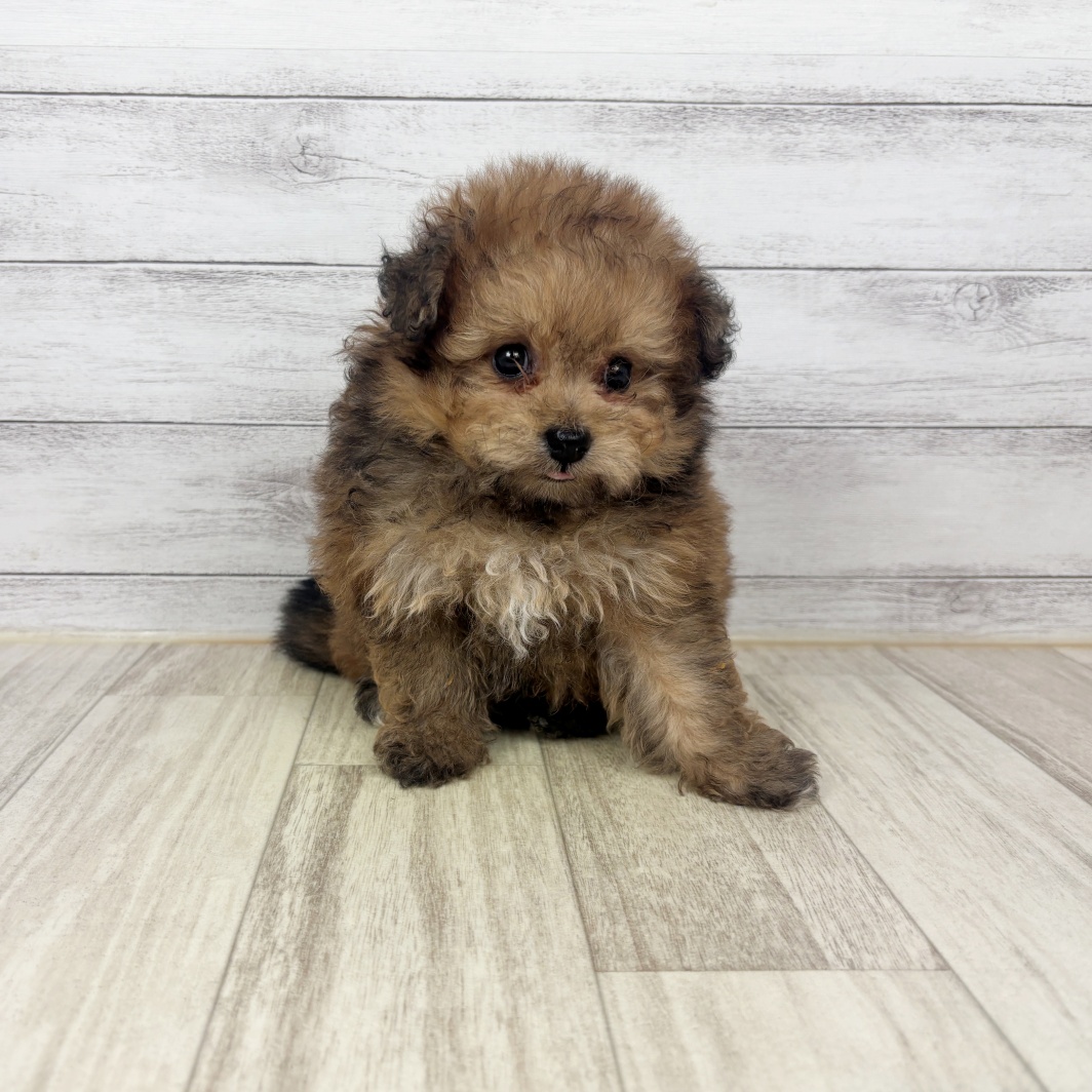 愛知県のポメプー(ポメラニアン×プードル) (犬の家＆猫の里春日井本店/2026年6月25日生まれ/女の子/レッド)の子犬