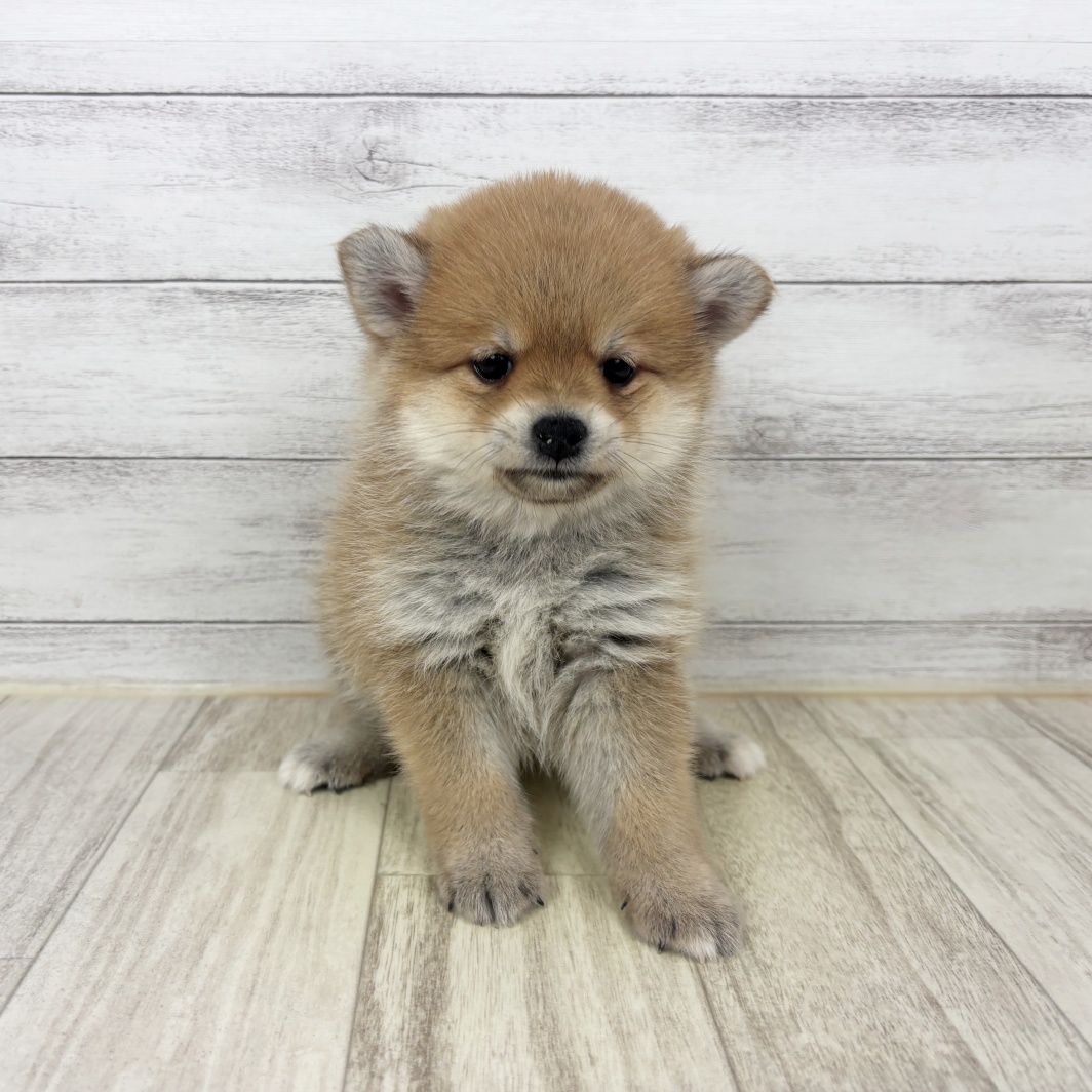 兵庫県のポメ柴/豆ポメ/ポメ豆柴(ポメラニアン×柴犬) (犬の家＆猫の里ニッケパークタウン加古川店/2026年6月27日生まれ/女の子/赤)の子犬
