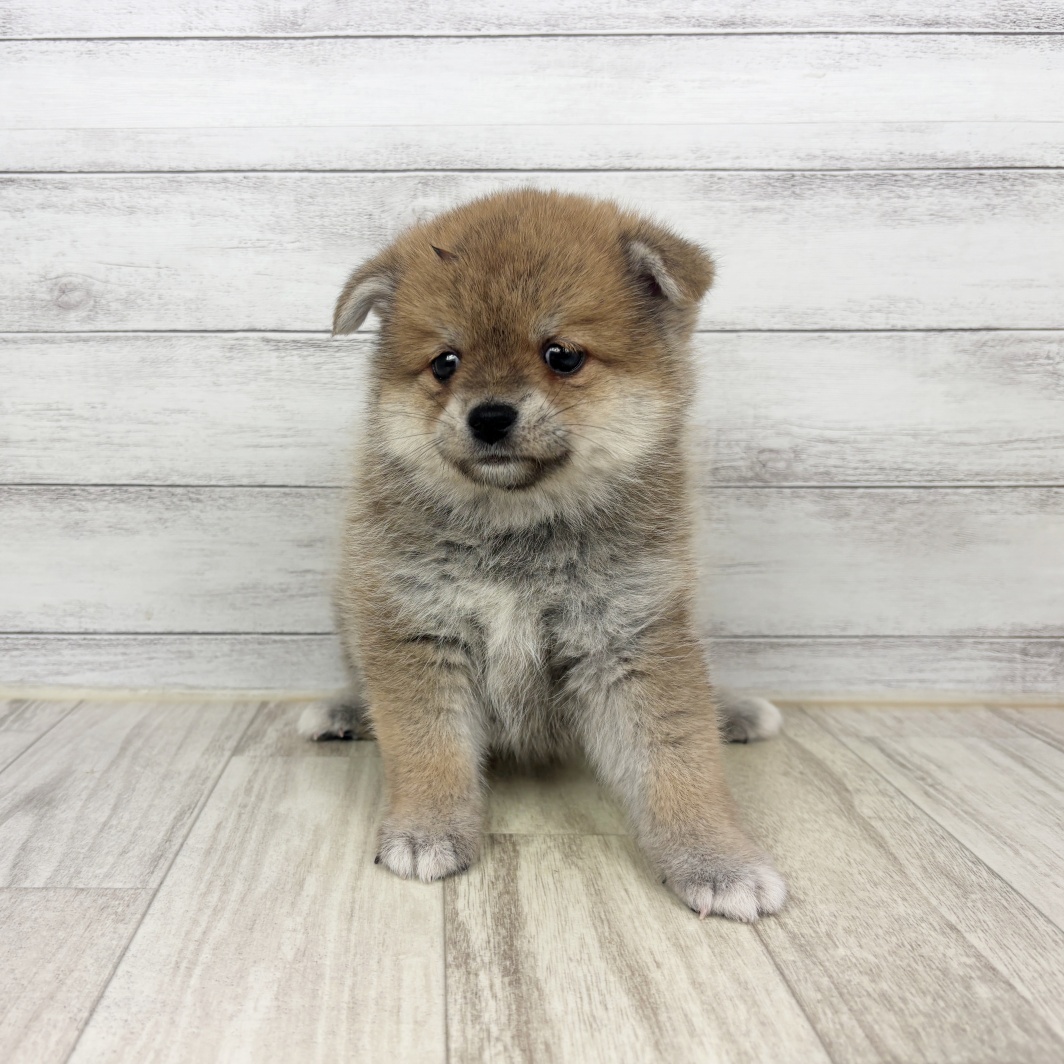 兵庫県のポメ柴/豆ポメ/ポメ豆柴(ポメラニアン×柴犬) (犬の家＆猫の里川西店/2026年6月27日生まれ/女の子/赤)の子犬