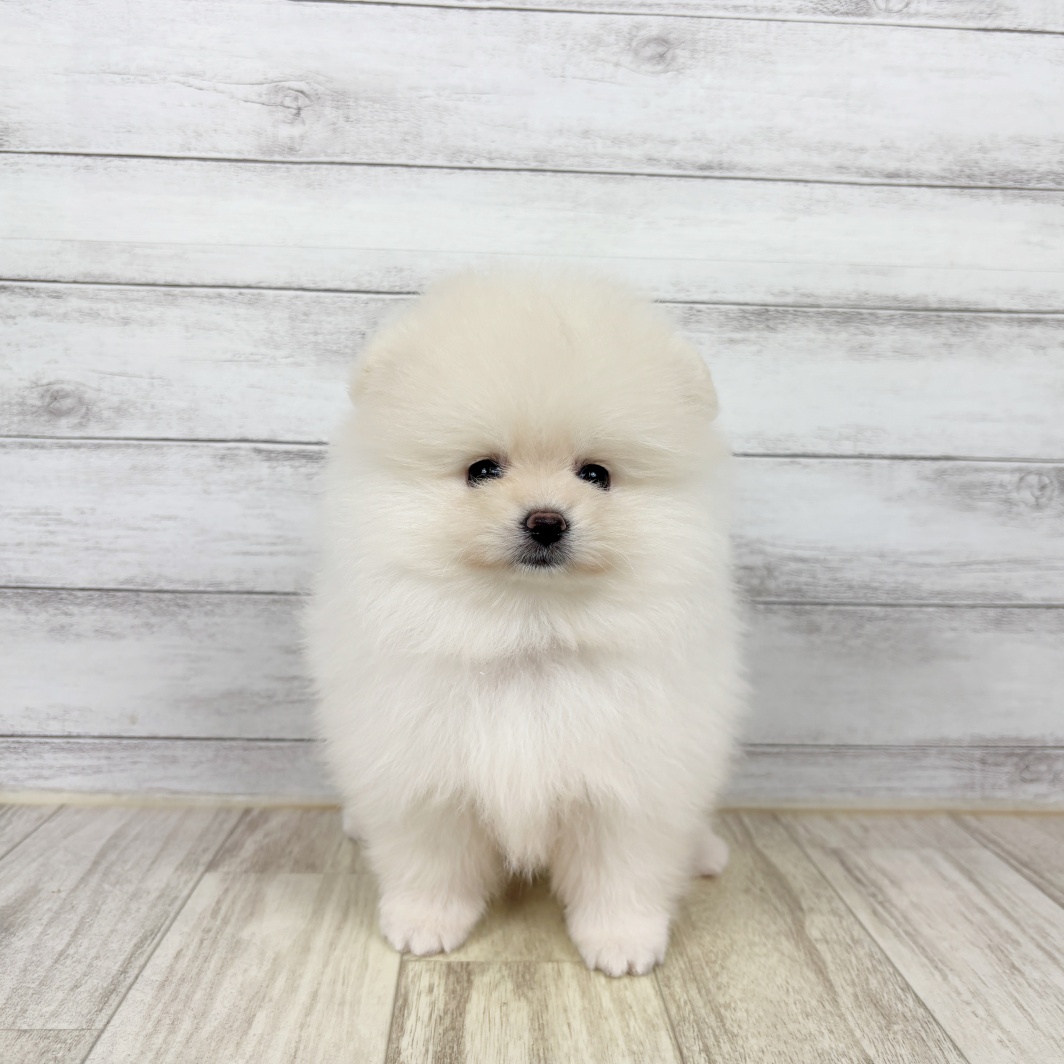 兵庫県のポメラニアン (犬の家＆猫の里川西店/2026年6月26日生まれ/女の子/クリーム)の子犬