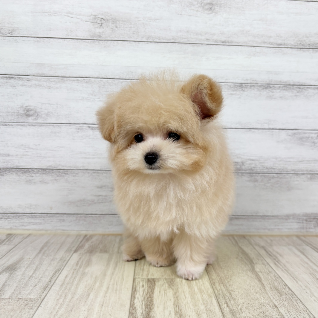 ハーフ犬女の子の写真