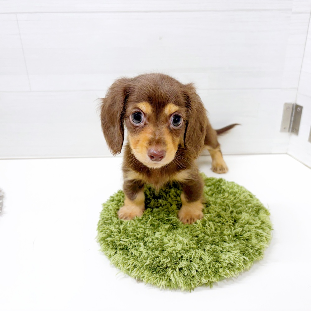 石川県のカニンヘンダックスフンド(ロング) (犬の家＆猫の里アミーゴ金沢おこばた店/2026年6月27日生まれ/男の子/チョコレートタン)の子犬の1枚目の画像
