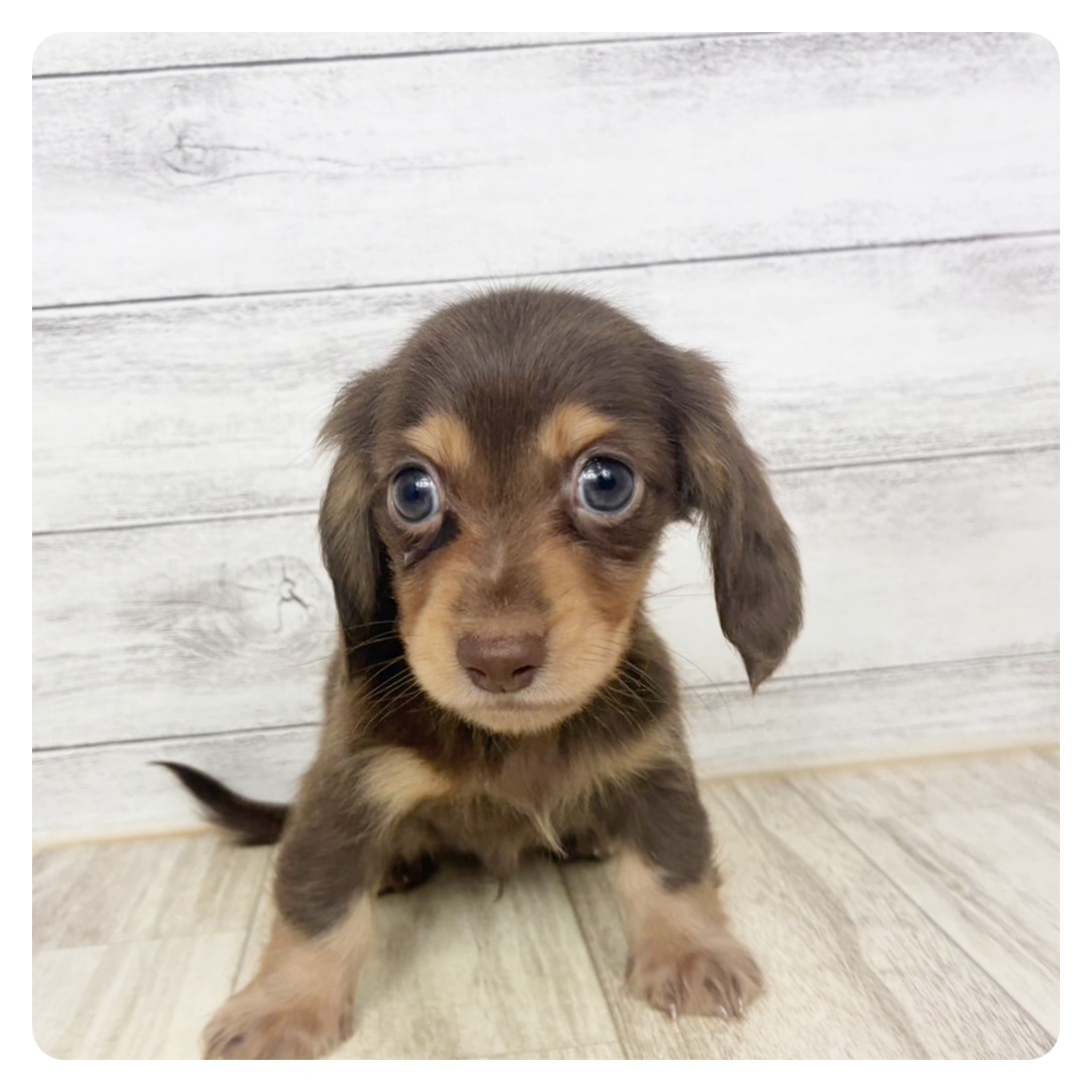 愛知県のカニンヘンダックスフンド(ロング) (犬の家＆猫の里春日井本店/2026年6月27日生まれ/男の子/チョコレートタン)の子犬