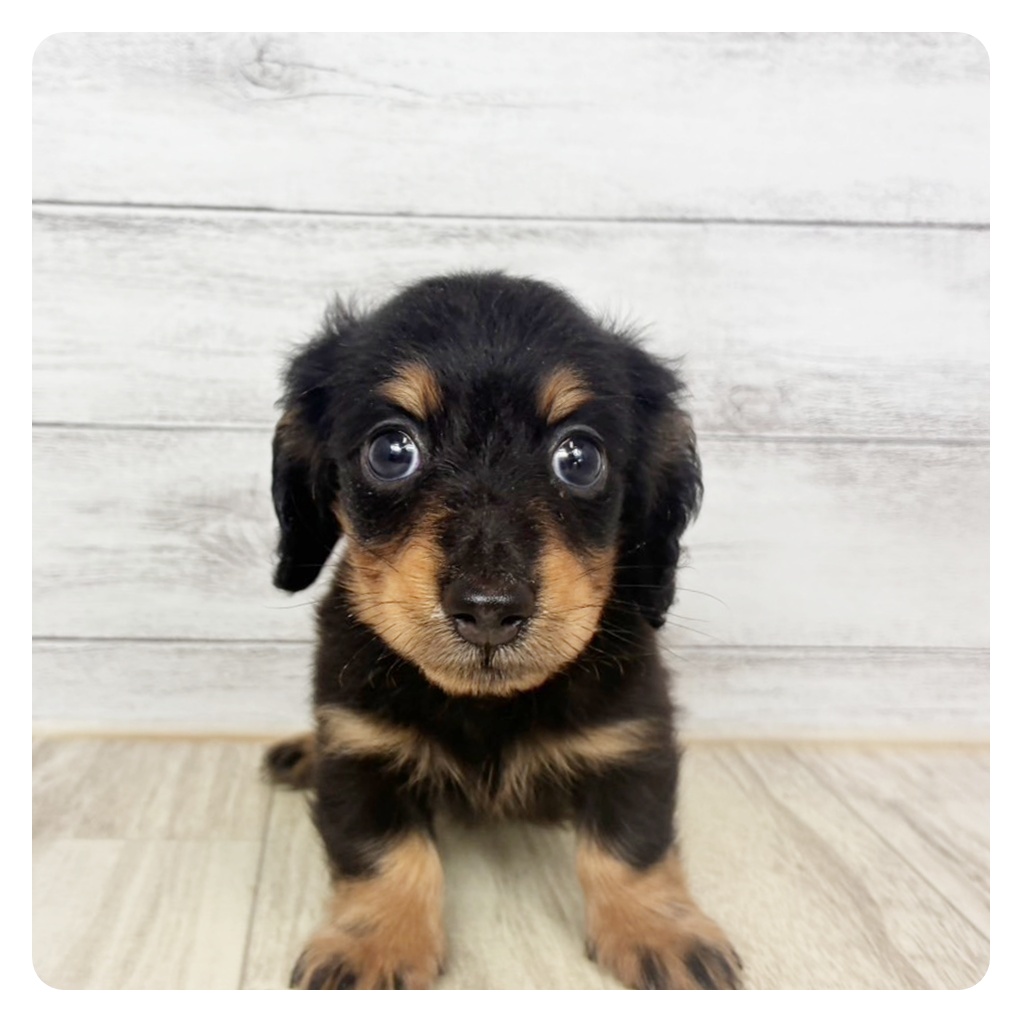 兵庫県のカニンヘンダックスフンド(ロング) (犬の家＆猫の里カナート西神戸店/2026年6月27日生まれ/女の子/ブラックタン)の子犬の2枚目の画像