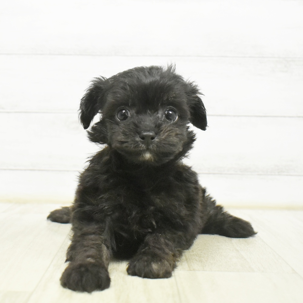 愛知県のチワプー/プーチー(チワワ×プードル) (犬の家＆猫の里安城店/2026年6月30日生まれ/女の子/ブラック)の子犬の3枚目の画像