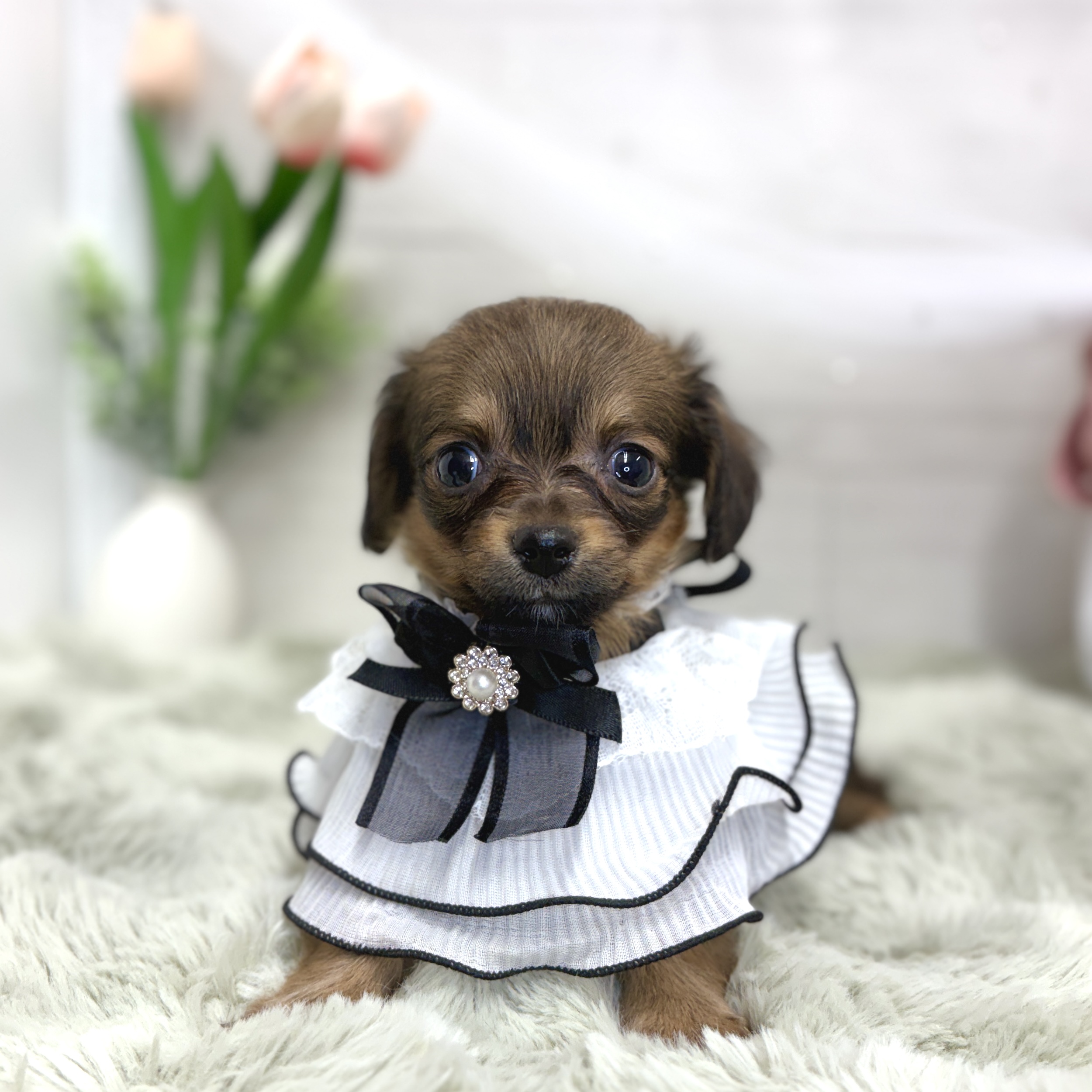 神奈川県のチワックス(チワワ×ダックス) (犬の家＆猫の里相模原店/2026年6月29日生まれ/女の子/レッド)の子犬の1枚目の画像