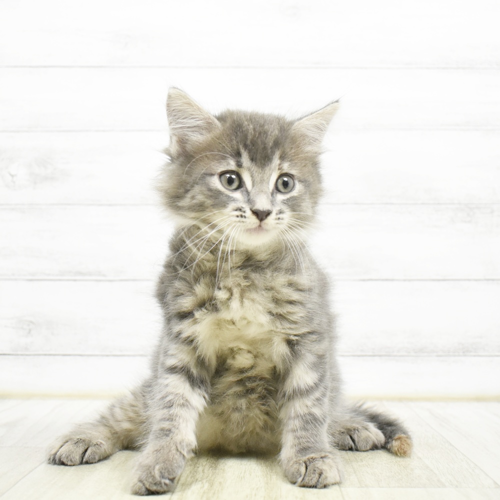 静岡県のサイベリアン (犬の家＆猫の里藤枝店/2026年6月27日生まれ/女の子/ブルークリームタビー)の子猫