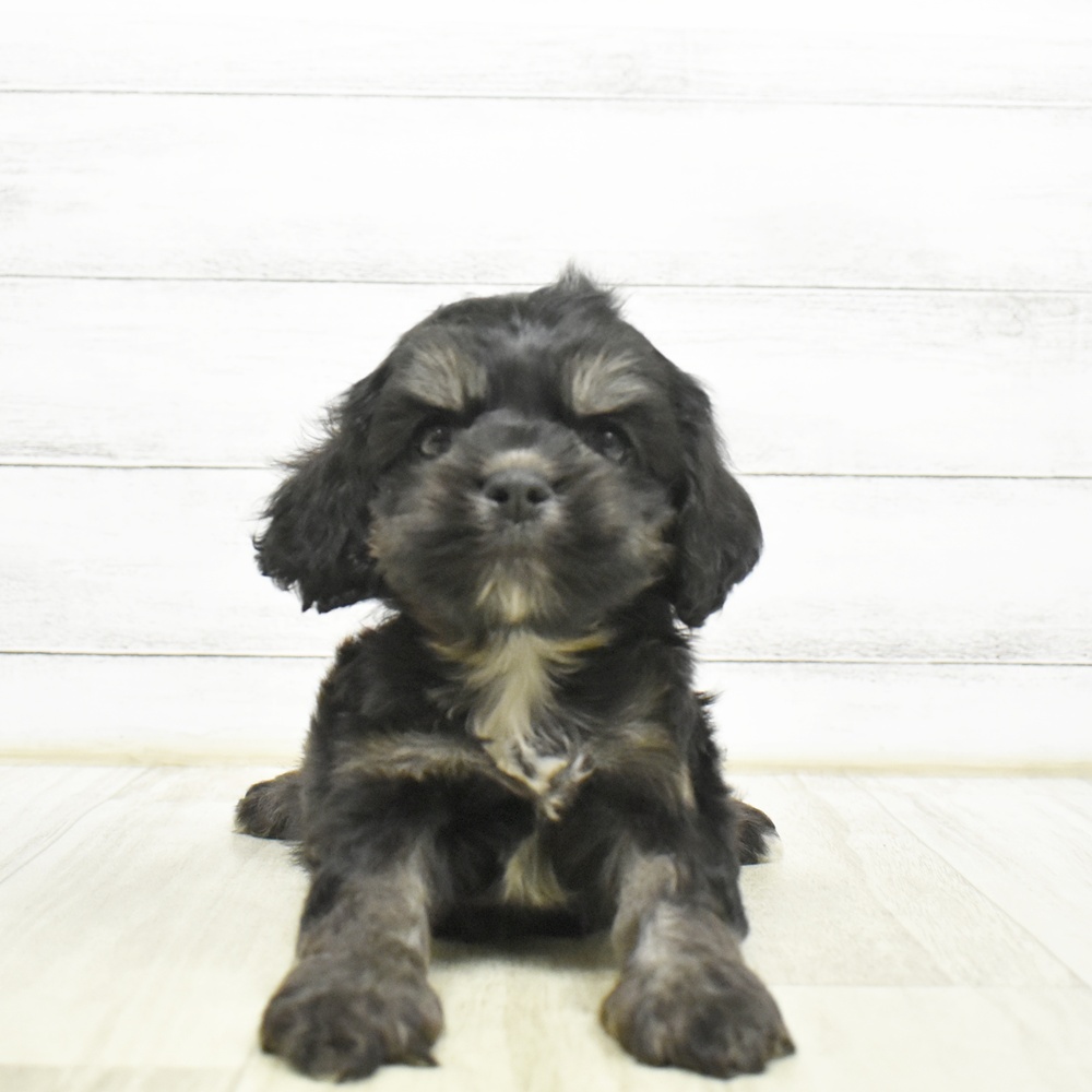 愛知県のハーフ犬・ミックス犬 (犬の家＆猫の里安城店/2026年6月26日生まれ/男の子/ブラックタンホワイト)の子犬