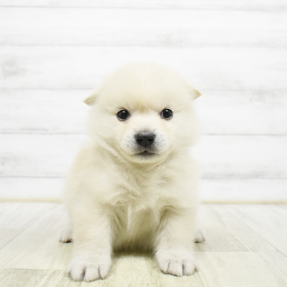 静岡県のハーフ犬・ミックス犬 (犬の家＆猫の里藤枝店/2026年6月30日生まれ/女の子/ホワイト)の子犬