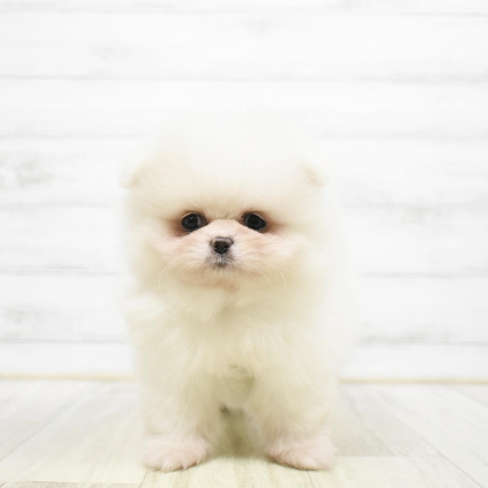 ハーフ犬女の子の写真