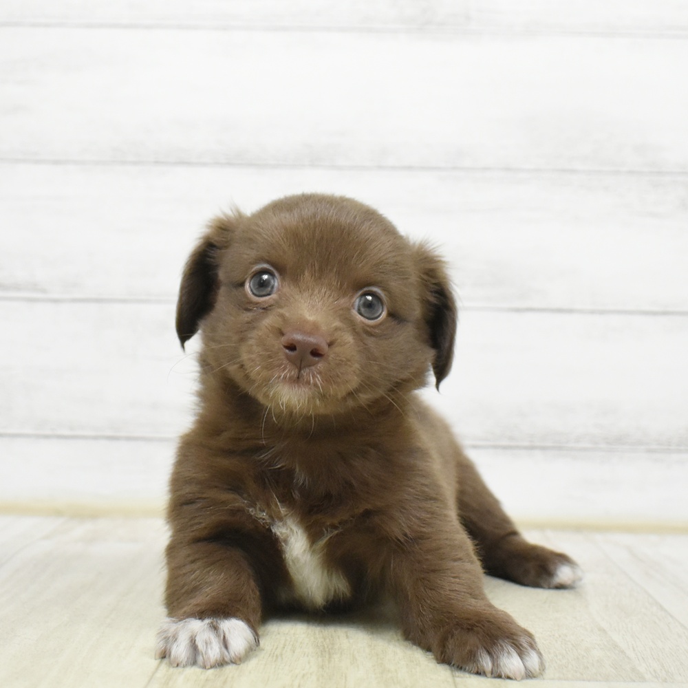 東京都のチワックス(チワワ×ダックス) (犬の家＆猫の里新宿店/2026年6月29日生まれ/男の子/チョコレート)の子犬