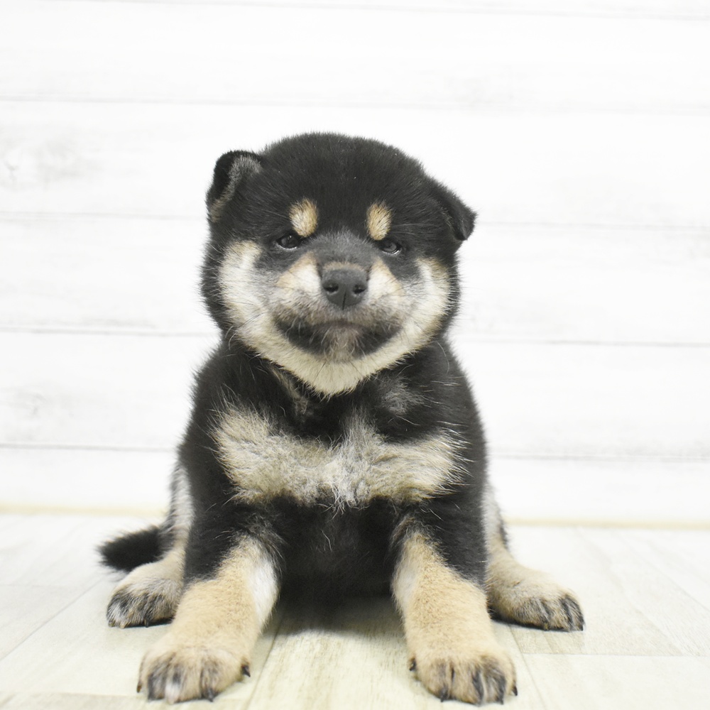 神奈川県の柴犬(標準サイズ) (犬の家＆猫の里小田原店/2026年6月30日生まれ/女の子/黒)の子犬