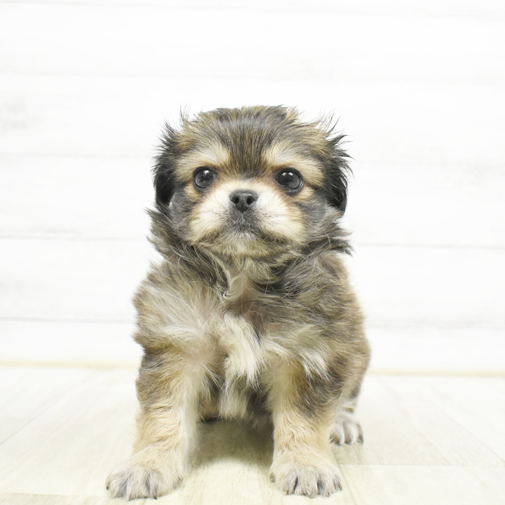 ハーフ犬男の子の写真