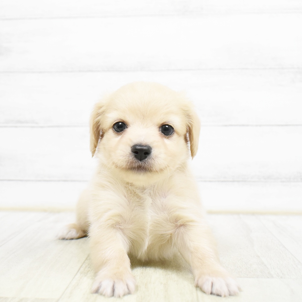三重県のチワックス(チワワ×ダックス) (犬の家＆猫の里三重桑名店/2026年6月29日生まれ/男の子/クリーム)の子犬