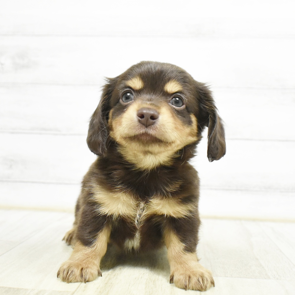 愛知県のチワックス(チワワ×ダックス) (犬の家＆猫の里春日井本店/2026年6月30日生まれ/男の子/チョコレートタンホワイト)の子犬