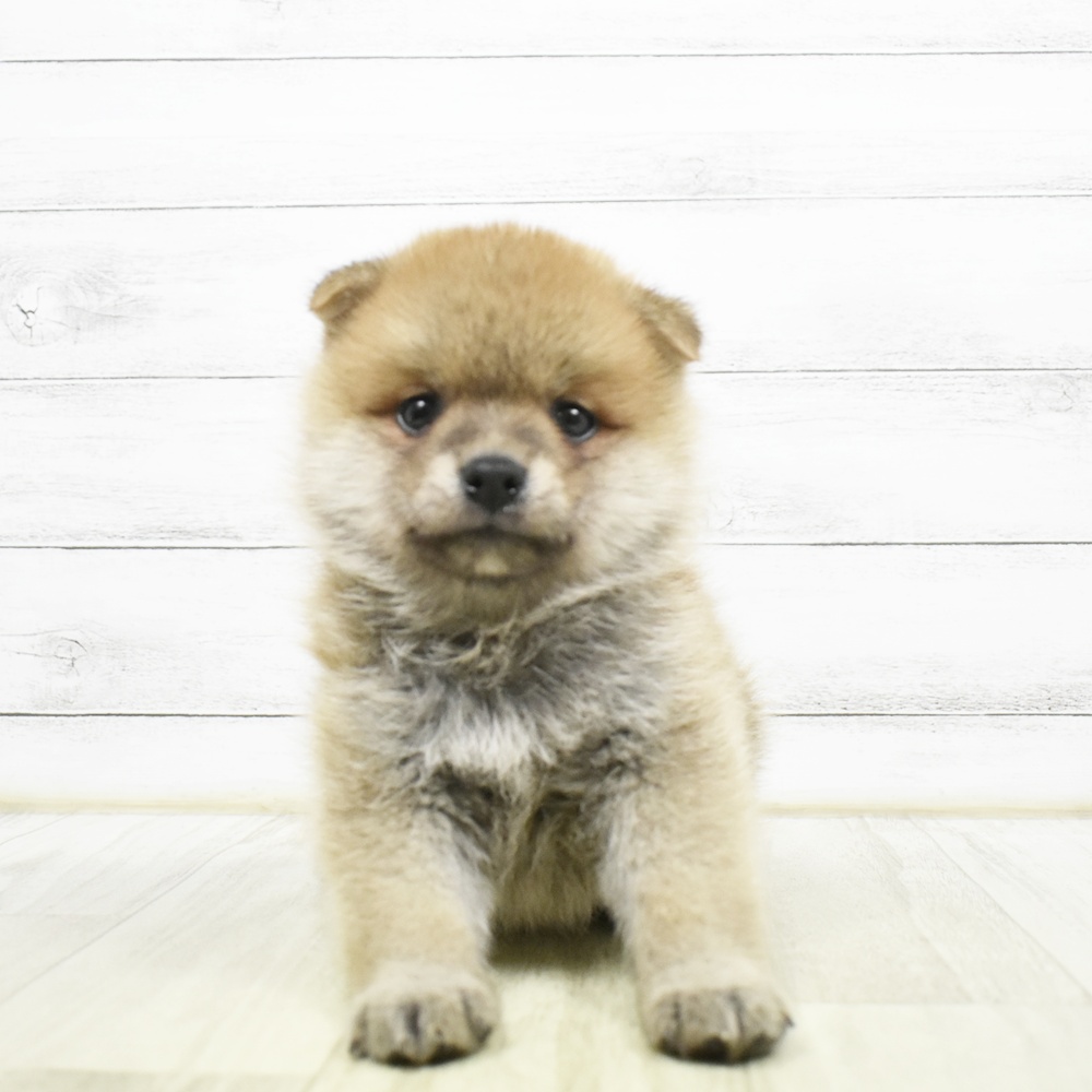 ハーフ犬男の子の写真