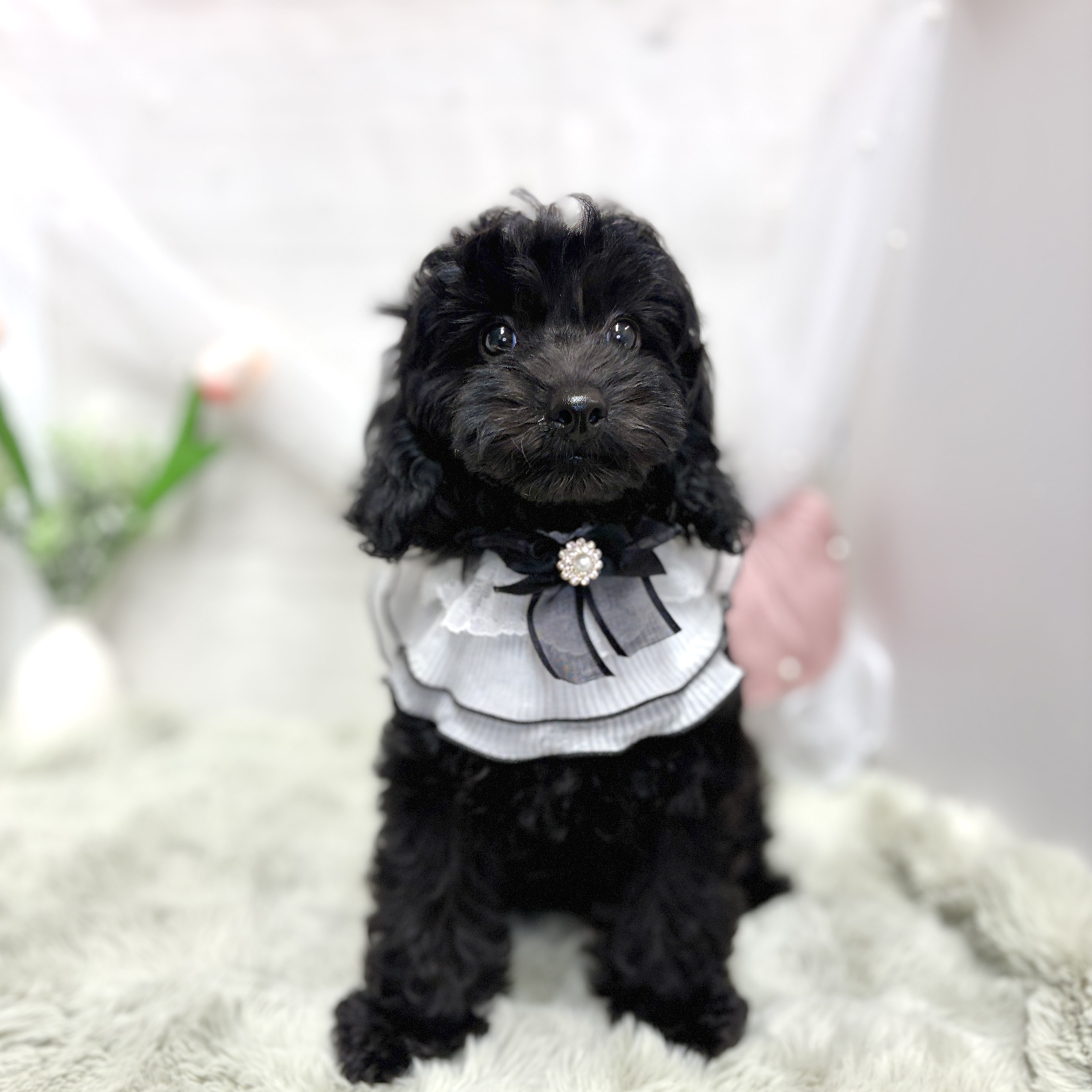 神奈川県のトイプードル(トイ) (犬の家＆猫の里相模原店/2026年6月28日生まれ/女の子/ブラック)の子犬の1枚目の画像