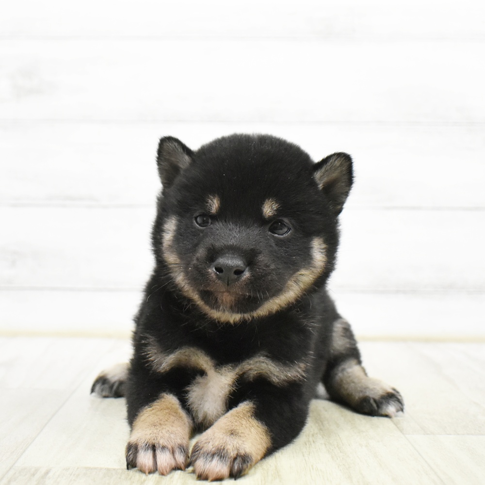 柴犬男の子の写真