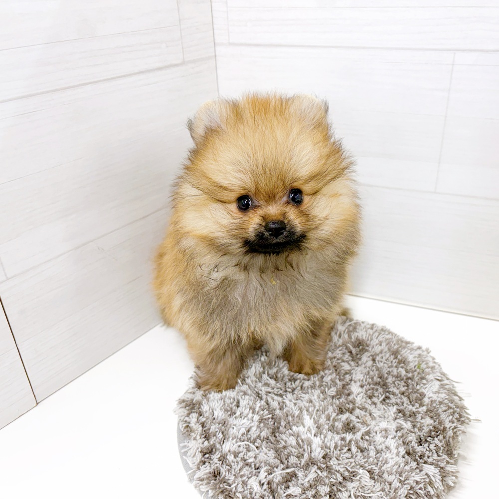 石川県のポメラニアン (犬の家＆猫の里アミーゴ金沢おこばた店/2026年6月29日生まれ/男の子/オレンジ)の子犬の1枚目の画像