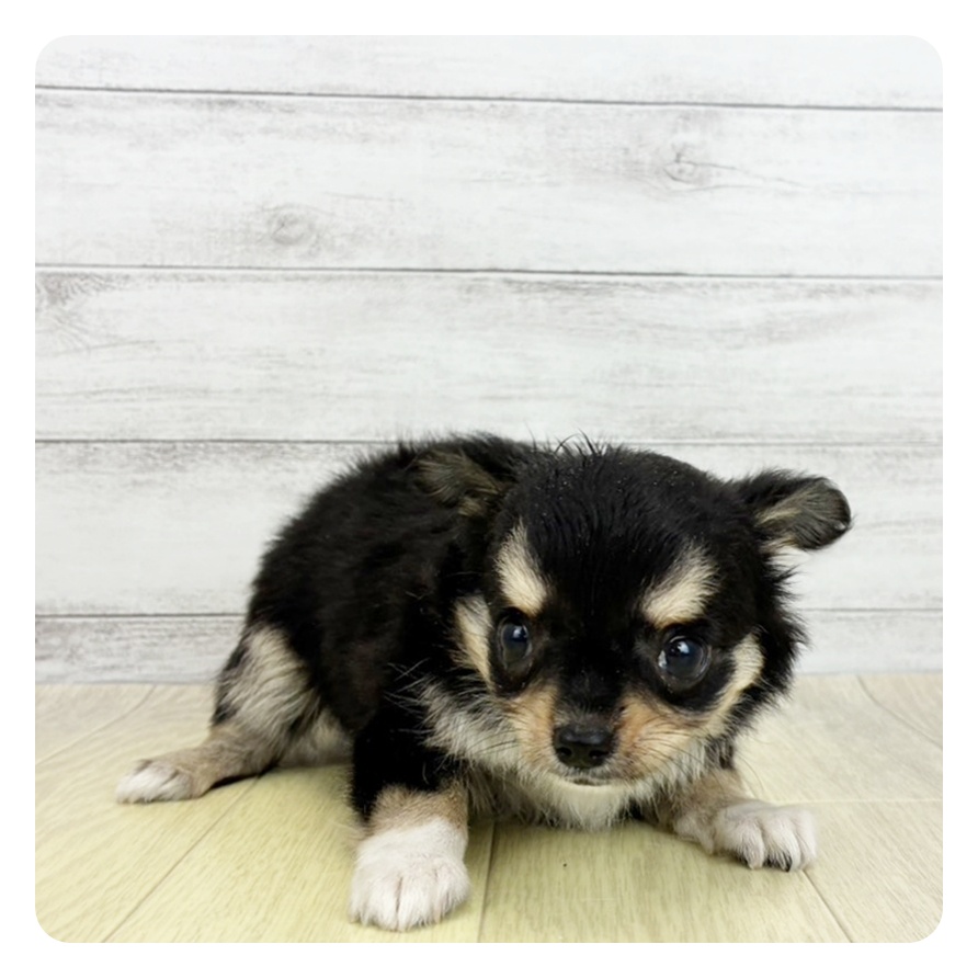 岡山県のチワワ(ロング) (犬の家＆猫の里岡山店/2026年6月21日生まれ/女の子/ブラックタンホワイト)の子犬