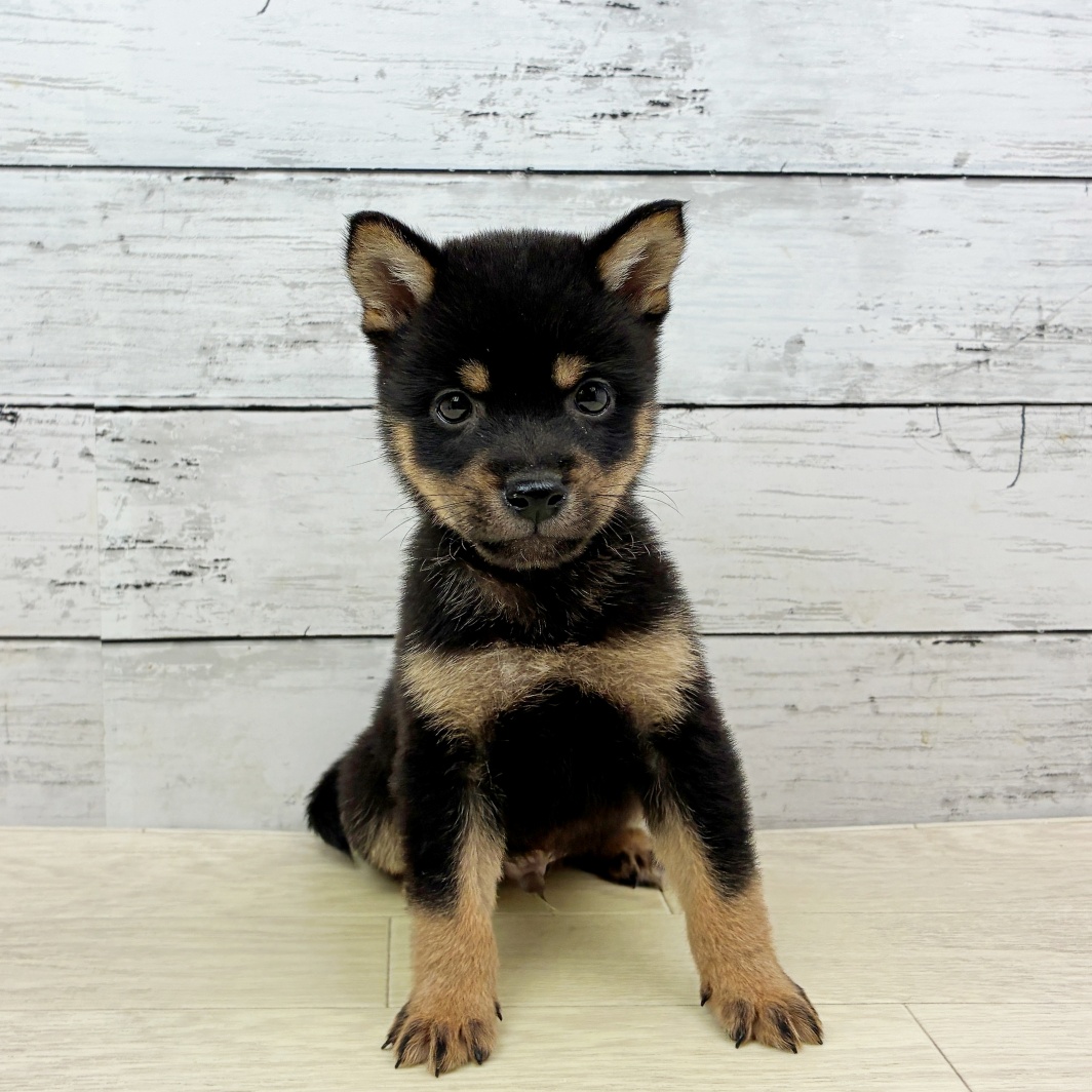 大阪府の豆柴 (犬の家＆猫の里吹田店/2026年7月1日生まれ/男の子/黒)の子犬の2枚目の画像