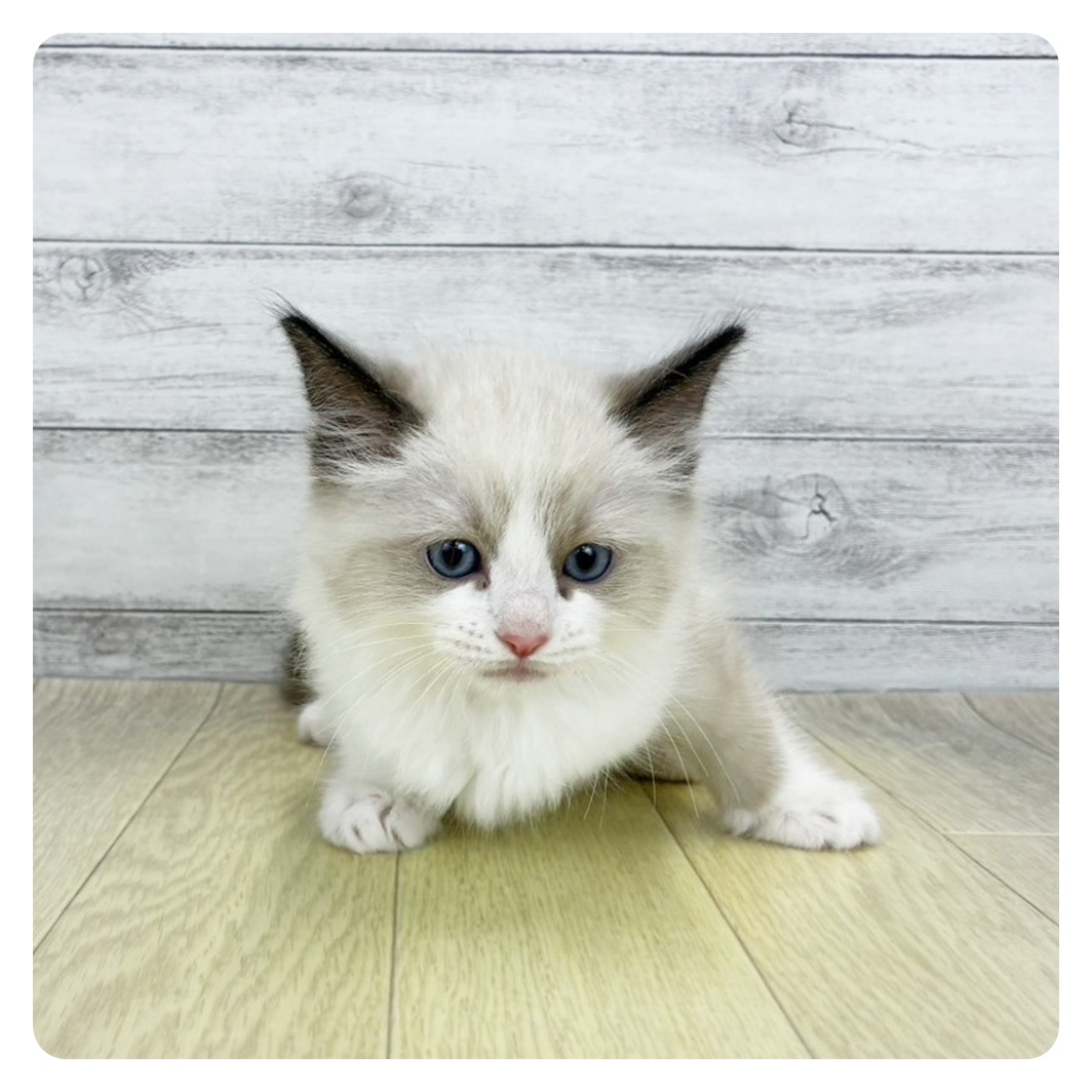愛知県のラグドール (犬の家＆猫の里エアポートウォーク店/2026年7月1日生まれ/男の子/シールポイントバイカラー)の子猫