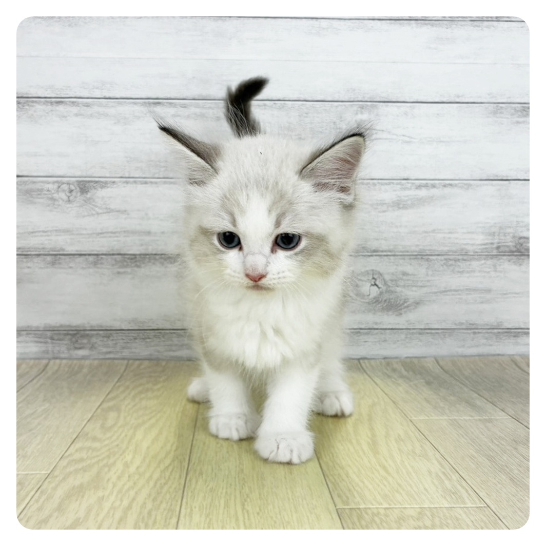 愛知県のラグドール (犬の家＆猫の里春日井本店/2026年7月1日生まれ/男の子/シールポイントバイカラー)の子猫